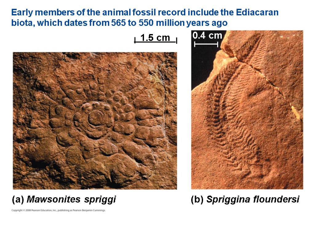 Early members of the animal fossil record include the Ediacaran biota, which dates from